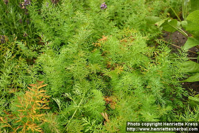 Cuminum cyninum